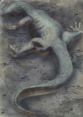 Large lizard